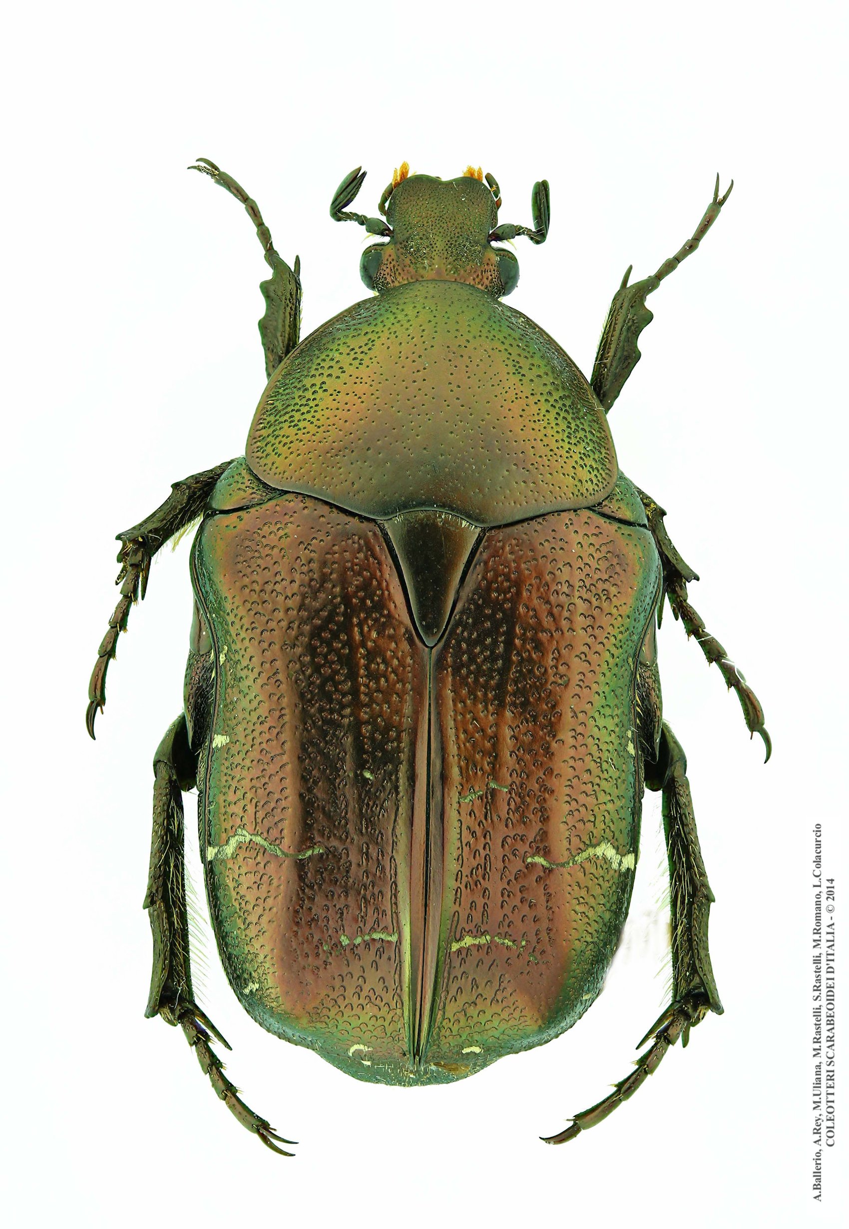 Cetonia aurata sicula